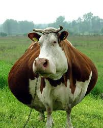 Vaca gorda