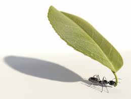 Como la hormiga: pequeño y potente