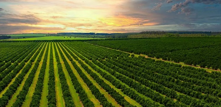 Impulsar la agricultura de precisión en España podría aumentar la producción agrícola en más de 54.000 millones de euros hasta 2050